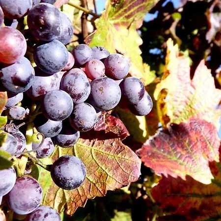 Fecske Appartamento